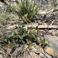 Mirbelia platylobioides (Large-flowered Mirbelia) at Palerang, NSW - 1 Oct 2023 by courtneyb