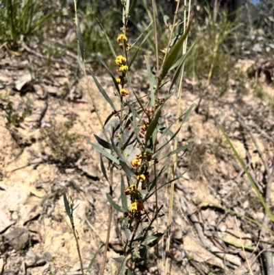 Daviesia mimosoides (Bitter Pea) at Palerang, NSW - 1 Oct 2023 by courtneyb