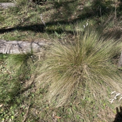 Nassella trichotoma (Serrated Tussock) at Majura, ACT - 1 Oct 2023 by waltraud