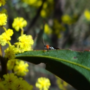 Braconidae (family) at Denman Prospect, ACT - 16 Aug 2023 02:17 PM