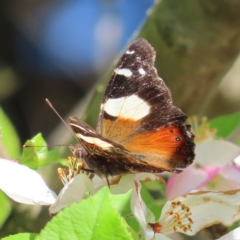 Vanessa itea (Yellow Admiral) at Braidwood, NSW - 30 Sep 2023 by MatthewFrawley