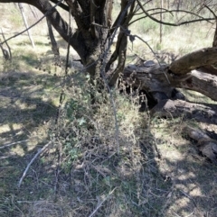 Marrubium vulgare (Horehound) at Majura, ACT - 1 Oct 2023 by waltraud