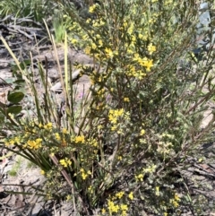 Pultenaea altissima (Tall Bush-pea) at QPRC LGA - 1 Oct 2023 by courtneyb