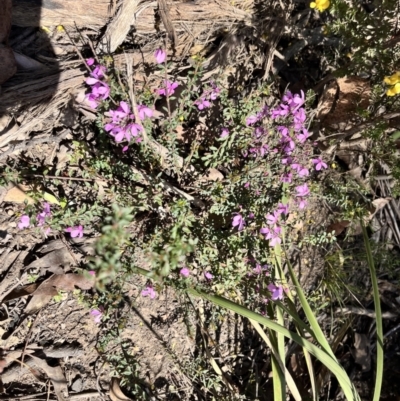 Tetratheca bauerifolia (Heath Pink-bells) at QPRC LGA - 1 Oct 2023 by courtneyb