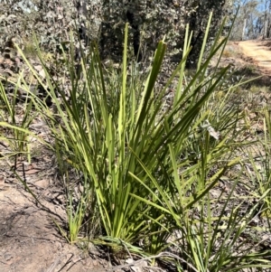 Lomandra longifolia at Palerang, NSW - 1 Oct 2023
