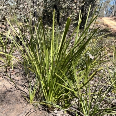 Lomandra longifolia (Spiny-headed Mat-rush, Honey Reed) at QPRC LGA - 1 Oct 2023 by courtneyb