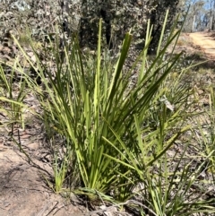 Lomandra longifolia (Spiny-headed Mat-rush, Honey Reed) at Palerang, NSW - 1 Oct 2023 by courtneyb