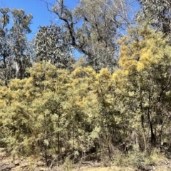 Acacia dealbata (Silver Wattle) at Palerang, NSW - 1 Oct 2023 by courtneyb