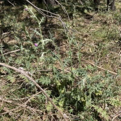 Carduus pycnocephalus (Slender Thistle) at Mount Majura - 1 Oct 2023 by waltraud