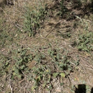 Carduus pycnocephalus at Majura, ACT - 1 Oct 2023