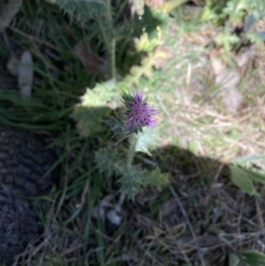 Carduus pycnocephalus at Majura, ACT - 1 Oct 2023