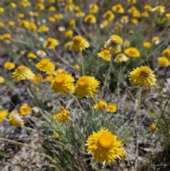 Leucochrysum albicans subsp. albicans (Hoary Sunray) at Manar, NSW - 30 Sep 2023 by MatthewFrawley