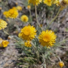 Leucochrysum albicans subsp. albicans at Manar, NSW - 30 Sep 2023