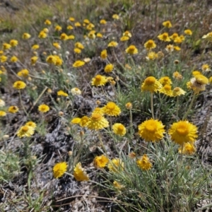 Leucochrysum albicans subsp. albicans at Manar, NSW - 30 Sep 2023