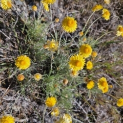 Leucochrysum albicans subsp. albicans at Manar, NSW - 30 Sep 2023