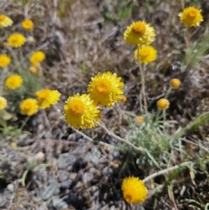 Leucochrysum albicans subsp. albicans at Manar, NSW - 30 Sep 2023