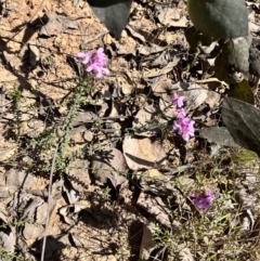 Tetratheca bauerifolia (Heath Pink-bells) at QPRC LGA - 1 Oct 2023 by courtneyb