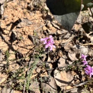 Tetratheca bauerifolia at Palerang, NSW - 1 Oct 2023