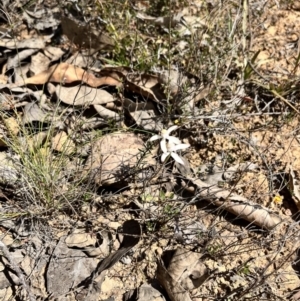 Caladenia sp. at Palerang, NSW - suppressed