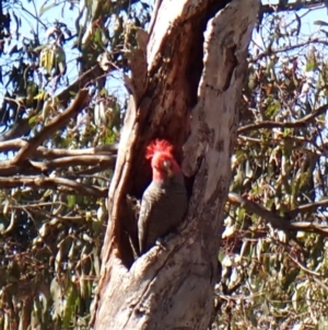 Callocephalon fimbriatum at Belconnen, ACT - suppressed