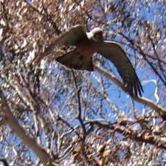 Callocephalon fimbriatum at Belconnen, ACT - suppressed