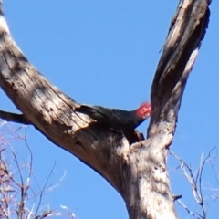 Callocephalon fimbriatum at Belconnen, ACT - 1 Oct 2023