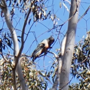 Callocephalon fimbriatum at Belconnen, ACT - 1 Oct 2023