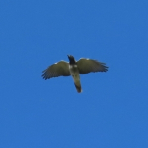 Coracina novaehollandiae at Braidwood, NSW - 30 Sep 2023