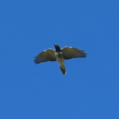 Coracina novaehollandiae (Black-faced Cuckooshrike) at QPRC LGA - 30 Sep 2023 by MatthewFrawley