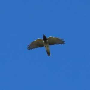 Coracina novaehollandiae at Braidwood, NSW - 30 Sep 2023