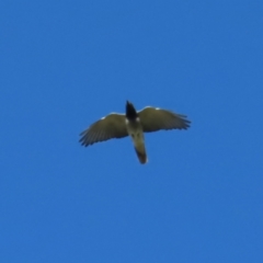 Coracina novaehollandiae at Braidwood, NSW - 30 Sep 2023