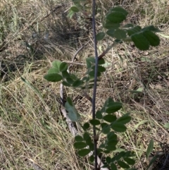 Sorbus domestica (Service Tree) at Mount Majura - 1 Oct 2023 by waltraud