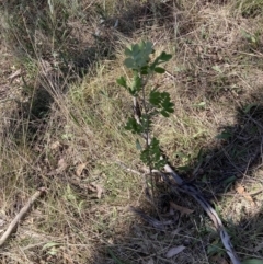 Sorbus domestica at Majura, ACT - 1 Oct 2023