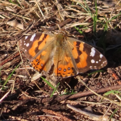 Vanessa kershawi (Australian Painted Lady) at QPRC LGA - 30 Sep 2023 by MatthewFrawley