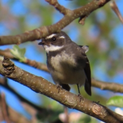 Rhipidura albiscapa (Grey Fantail) at Braidwood, NSW - 30 Sep 2023 by MatthewFrawley