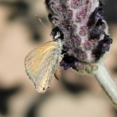 Nacaduba biocellata (Two-spotted Line-Blue) at Wamboin, NSW - 1 Oct 2023 by trevorpreston