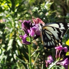 Belenois java (Caper White) at QPRC LGA - 1 Oct 2023 by trevorpreston