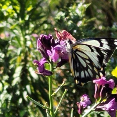 Belenois java (Caper White) at Wamboin, NSW - 1 Oct 2023 by trevorpreston