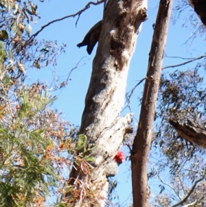 Callocephalon fimbriatum at Belconnen, ACT - 1 Oct 2023