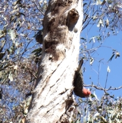 Callocephalon fimbriatum at Belconnen, ACT - suppressed