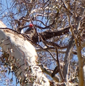 Callocephalon fimbriatum at Belconnen, ACT - 1 Oct 2023