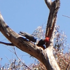 Callocephalon fimbriatum at Belconnen, ACT - 1 Oct 2023