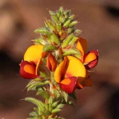 Pultenaea procumbens (Bush Pea) at Bruce, ACT - 30 Sep 2023 by ConBoekel