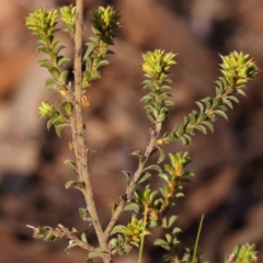 Pultenaea procumbens at Bruce, ACT - 1 Oct 2023 09:21 AM