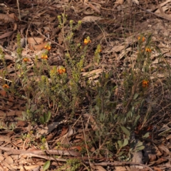 Pultenaea procumbens at Bruce, ACT - 1 Oct 2023