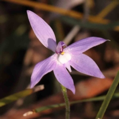 Glossodia major (Wax Lip Orchid) at Bruce Ridge - 30 Sep 2023 by ConBoekel