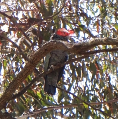 Callocephalon fimbriatum (Gang-gang Cockatoo) at Mount Painter - 1 Oct 2023 by CathB