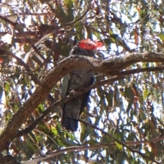 Callocephalon fimbriatum (Gang-gang Cockatoo) at Belconnen, ACT - 1 Oct 2023 by CathB