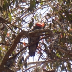 Callocephalon fimbriatum at Belconnen, ACT - 1 Oct 2023