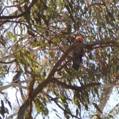 Callocephalon fimbriatum at Belconnen, ACT - 1 Oct 2023